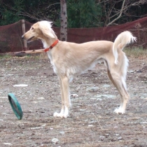dscf1460.jpg
